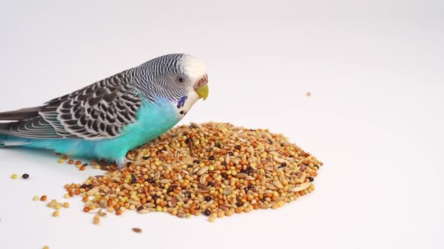 Blue wavy parrot eats bird food on a white background. pet shop.