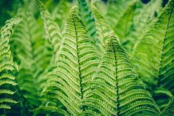 The green leaves of  fern in the forest. Background with natural ferns.