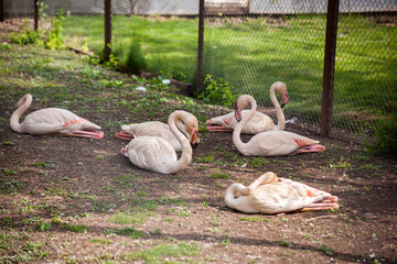 Pink flamingos lie on the ground in the zoo