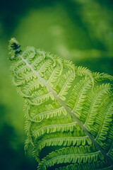 The green leaves of  fern in the forest. Background with natural ferns.