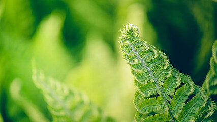The green leaves of  fern in the forest. Background with natural ferns.