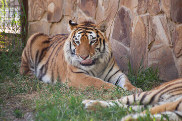 Amur tiger lies on the grass