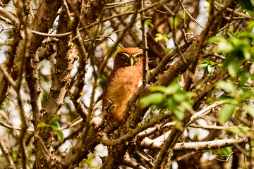 Little Owl
