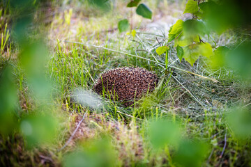 Hedgehog in the green grass. © Kiryl