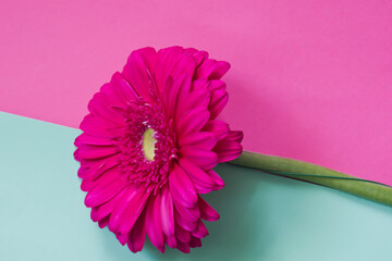 Flor de gerbera con fondo rosa y verde