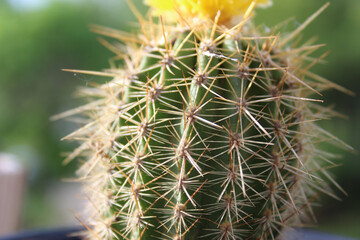 cactus close-up