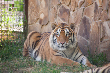 Amur tiger lies on the grass
