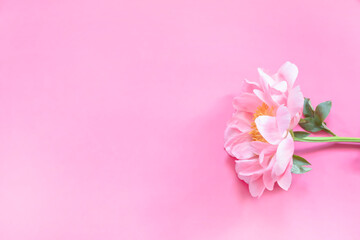 Naklejka na ściany i meble Flor de peonía con fondo rosa