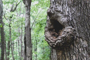 hole in tree