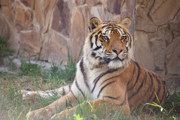 Naklejka na ściany i meble Amur tiger lies on the grass