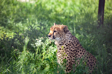 Geperd sits on the grass