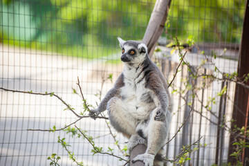 Ring-tailed lemur sits on a tree in its valiere at the zoo