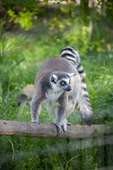 Ring-tailed lemur sitting on the grass