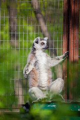 Ring-tailed lemur sits on a tree in its valiere at the zoo