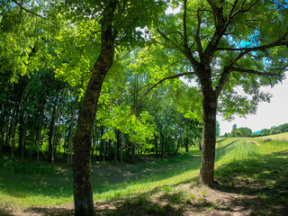 Super wide angle shots with action cam of forest and meadow in spring in daylight