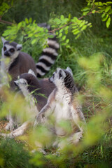 Three lemur cats sit on the grass