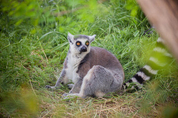 Ring-tailed lemur sitting on the grass