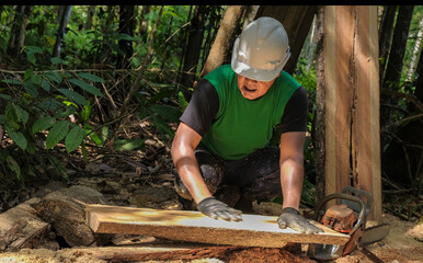 Unidentified man woodcutter cutting wood timber logs. He using a gasoline engine chainsaw as a main tool.