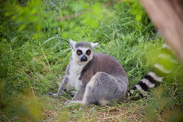 Ring-tailed lemur sitting on the grass