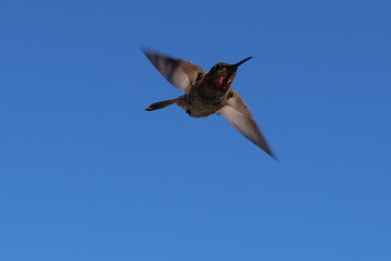 Hummingbird in Flight showing wing Positions and a Blue Sky Background