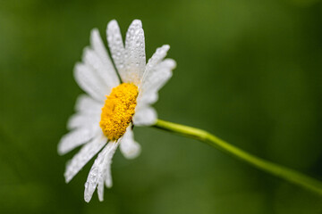 Fototapeta premium A close up of a Daisy or Chamomille flower in the morning with the water drops of the dew still on the petals. The drops give nice reflections of the scenery.