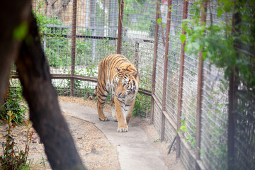 Amur tiger walks in its cage at the zoo