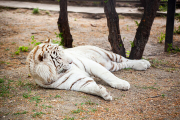 White tiger lies on the ground