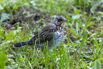 Thrush chicks