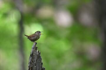 House Wren signing while perched on a dead trunk, with a green blurred background