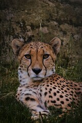 Fokussierter Gepard