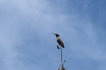 Hummingbird Perched on a Tree Tip Top Branch with Plenty of Blue Sky for Graphics