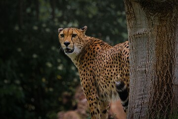 Gepard