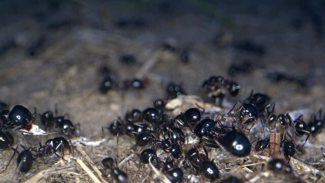 Animal Insects Ants on Soil