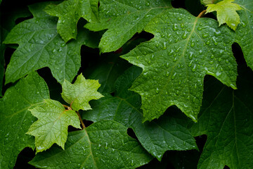 green leaves on a black background