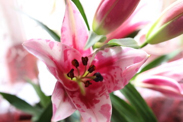 Fototapeta na wymiar large blooming homemade pink lilies bloom and smell