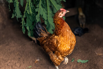 Mother hen with baby chicks feeding in the rural yard.