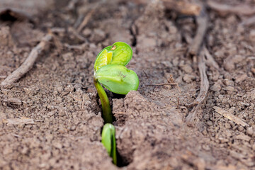 Soybean plant emerging in farm field. Concept of soybean planting season, precision agriculture and farming.