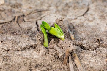 Soybean plant emerging in farm field. Concept of soybean planting season, precision agriculture and farming.
