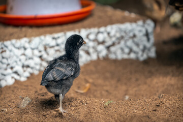 Close u view of baby chick in Rural Area.