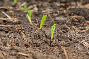 Corn plant emerging out of soil. VE growth stage. Concept of farming, agriculture and planting season