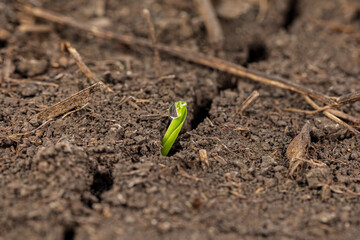Corn plant emerging out of soil. VE growth stage. Concept of farming, agriculture and planting season