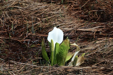 尾瀬/6月。　まだ水芭蕉が咲き残る初夏の尾瀬ヶ原。