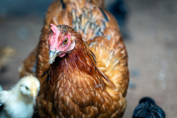 Mother hen with baby chicks feeding in the rural yard.