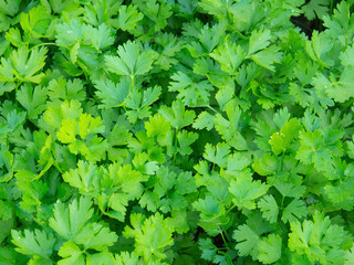 Fototapeta na wymiar Green background of parsley leaves close - up view from above. Parsley grows in the garden. The spice herb is grown outdoors in the garden. Food background