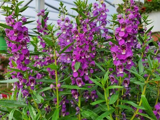 Angelonia or Angelonia goyazensis Benth flowers in succession on the stem or leaf axil. often bloom...