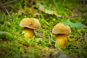Cep fungus in forest