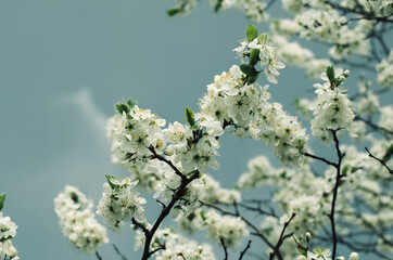 The apple tree blooms in spring. Cherry blossoms.