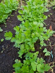 Cultivo de cilantro