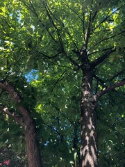 jardim, árvores, natureza