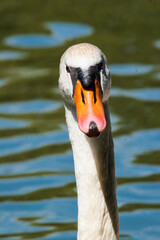 Obraz premium Schwan